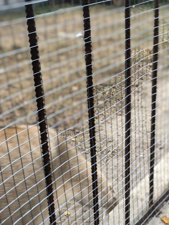 экскурсия на ферму с детьми МКДОУ "Солнышко"