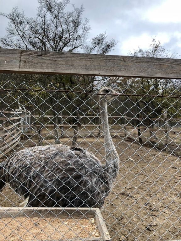 экскурсия на ферму с детьми МКДОУ "Солнышко"