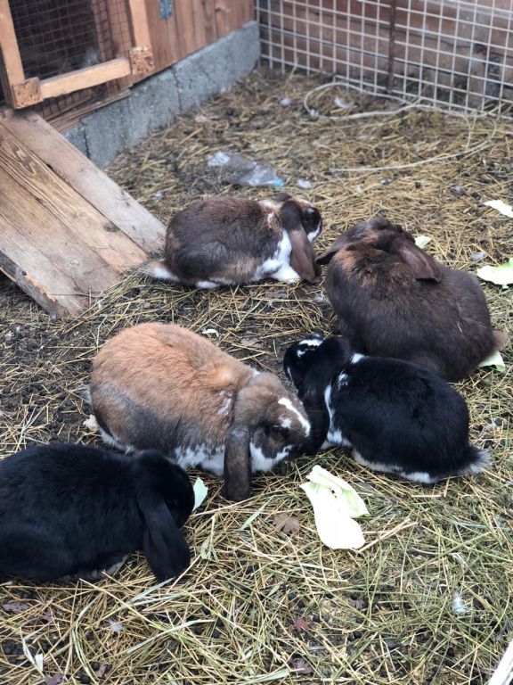 экскусия на ферму с детьми МКДОУ "Солнышко"