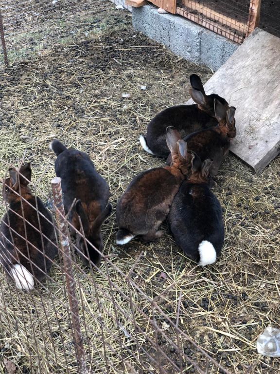 экскусия на ферму с детьми МКДОУ "Солнышко"