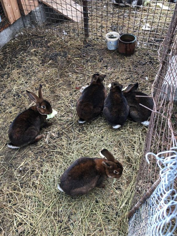 экскусия на ферму с детьми МКДОУ "Солнышко"