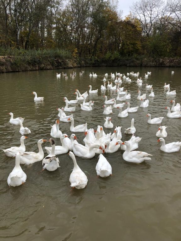 экскурсия на ферму с детьми МКДОУ "Солнышко"