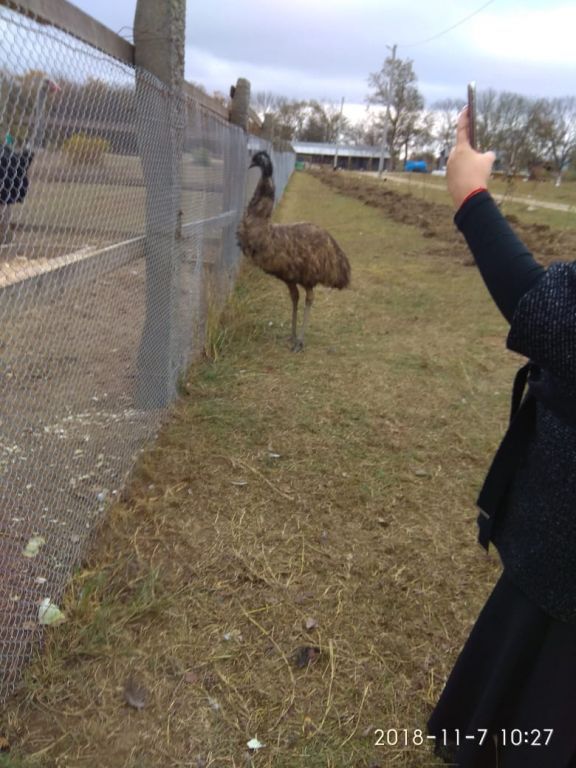 экскусия на ферму с детьми МКДОУ "Солнышко"