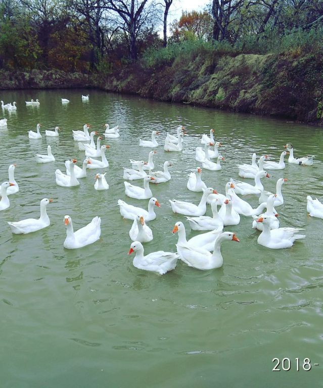 экскурсия на ферму с детьми МКДОУ "Солнышко"