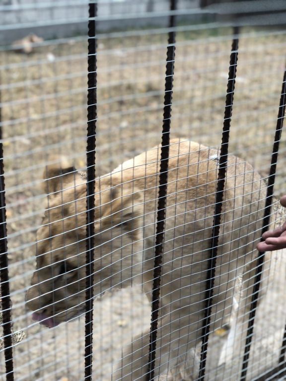 экскурсия на ферму с детьми МКДОУ "Солнышко"