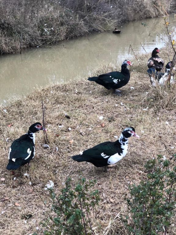 экскусия на ферму с детьми МКДОУ "Солнышко"