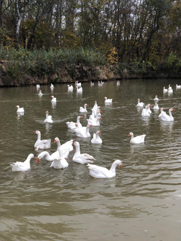 экскурсия на ферму с детьми МКДОУ "Солнышко"