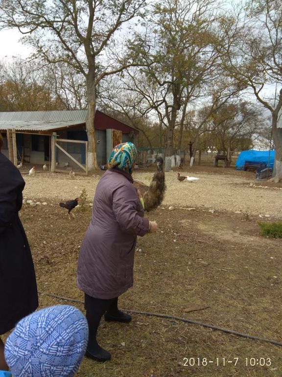 экскурсия на ферму с детьми МКДОУ "Солнышко"